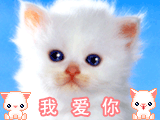 CAT imut
